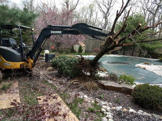 Tree & Stump Removal