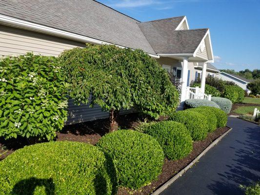 Bush trimming job done by Evergreen landscaping 315 766 8792