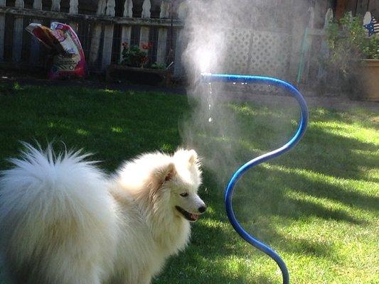 Nanuq loving the "water park " at Lulu's.