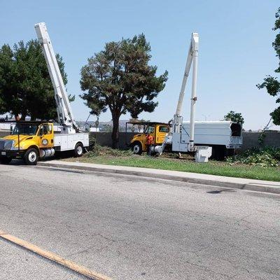 C&A Tree Care taking care of overgrown trees near the Fullerton Airport in Fullerton, CA