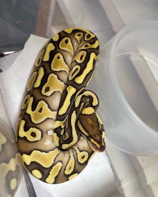 Various het Clown Ball Python's