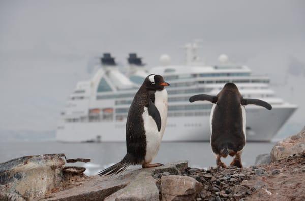 Penguins viewing ship in Antarctica