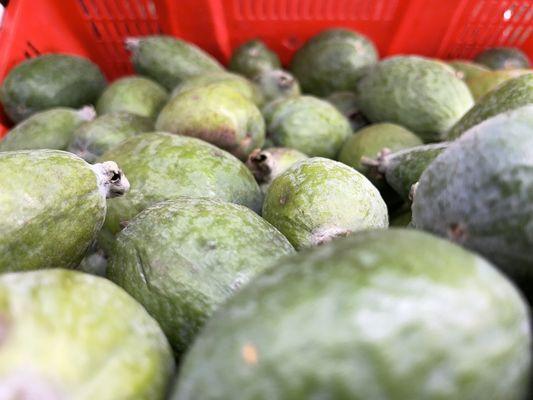 Fresh  feijoa