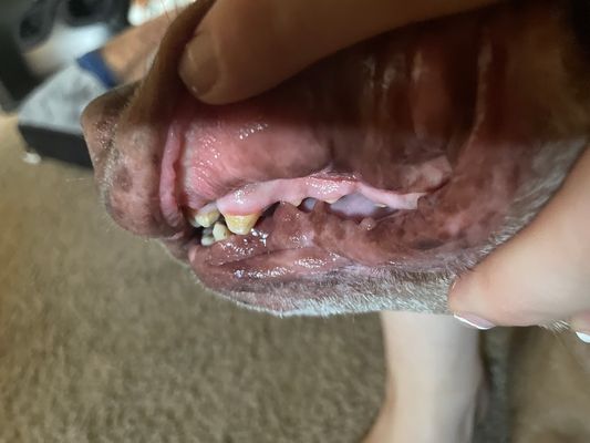 One side view of broken canine