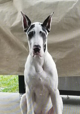 Our great dane, Agape with his new cropped ears!!! Thanks for a beautiful job Dr. Russell!