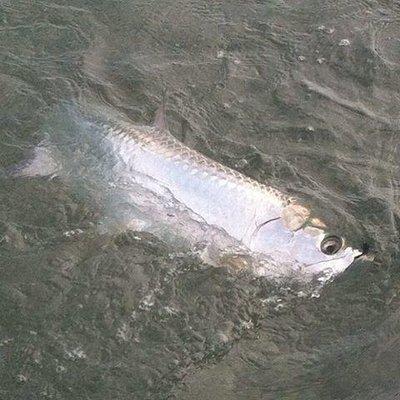 Florida Keys Tarpon