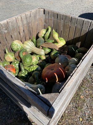 Pumpkin picking