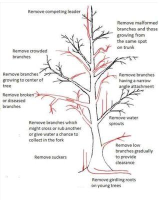 We only use proper pruning techniques to keep your trees healthy.