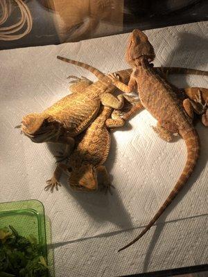 Bearded Dragons