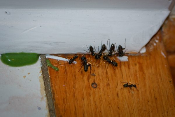 Carpenter ants live in wet wood on the sunnyside