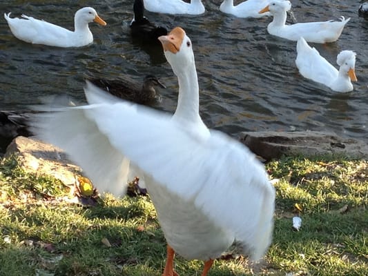 Pissed off Goose