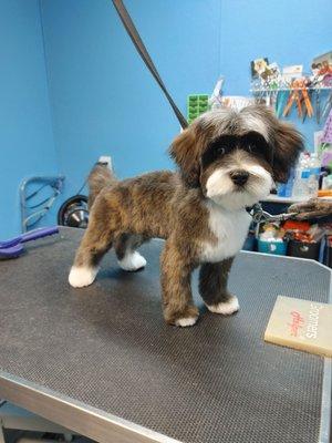 Look at this handsome little boy with his 1st big boy haircut.