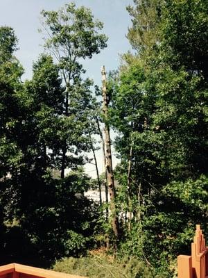 Rockingham Tree Service