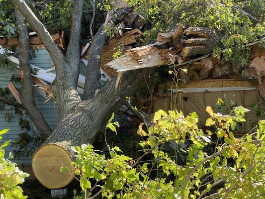 Tree fell on a home