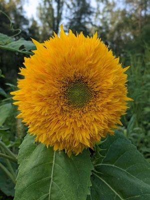 Bloomfield Meadows Teddy Bear sunflowers