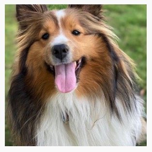 Honey Sheltie Farm