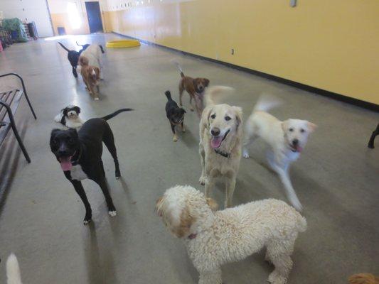 Doggy Day School