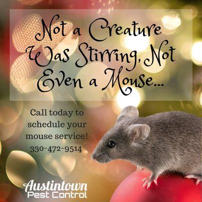 Having mice inside your home can have serious health risks and may even cause property damage.
Call us today to schedule your mouse service!