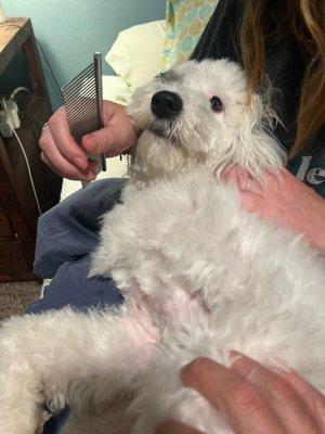 Combing out matted fur after her $100 grooming