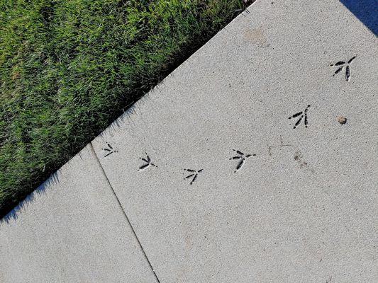 One of the sets of animals tracks in the concrete path.