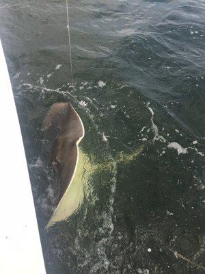 I caught this 100lb 4 ft wide stingray.  Wow