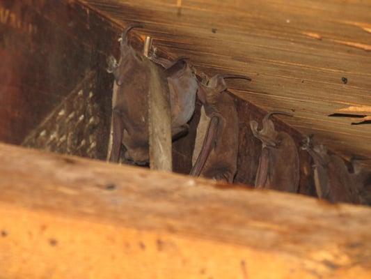 Bats found in an attic. Casselberry, FL. January 13, 2014.