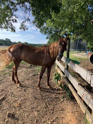 18 year old registered TWH/Racking horse. Used as brood mare and riding kids on