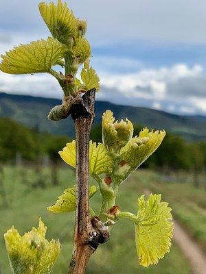 Old vines produce good wines