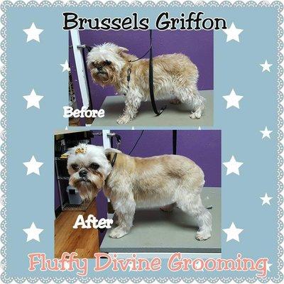 Brussel Griffon (Before&After)