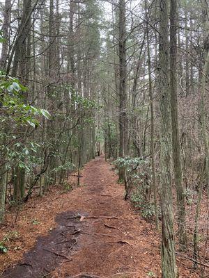 Calming cedar bog