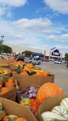 Tarping the pumpkins on the way home from Floydada, TX - the Pumpkin Capital of Texas