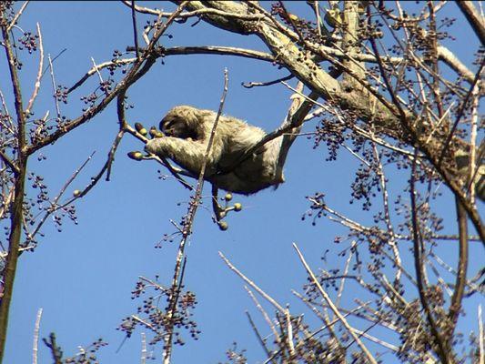 Sloth lounging in Panama.