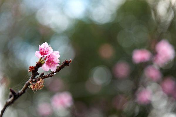 2023 Cherry Blossoms (cross the foot bridge from the parking lot) - Shot 01.19.2023