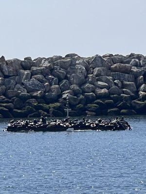 Sea Lions!!!