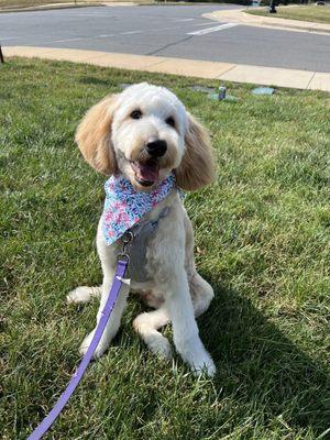 6 month old Goldendoodle