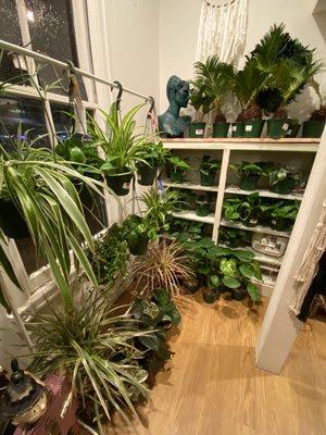 Indoor plants