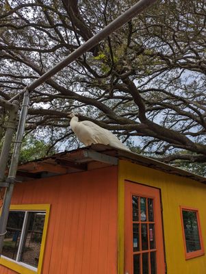 Peacocks!