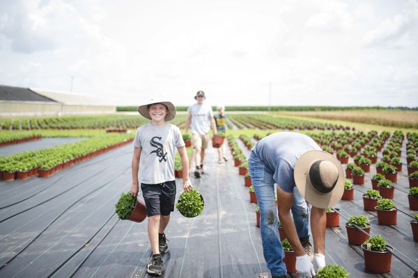 Benoit Greenhouses