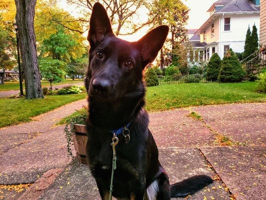 Tori on a morning walk with the sunrise in the back