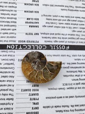 Ammonite fossil