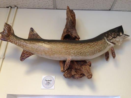 Northern pike