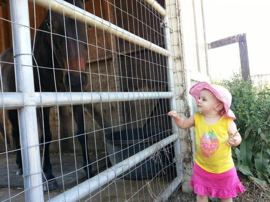 My daughter daughter happily visiting with Jenny the Plum Oaks Pony