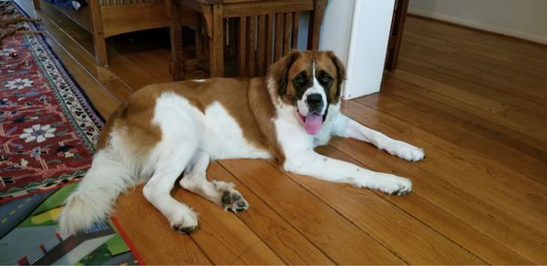 The world's best Saint Bernard Ariel (RIP) came from Pet Orphans of Southern California!