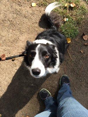 Jetta the Border Collie