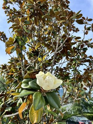 Magnolia trees throughout the property keeps the air smelling sweet!