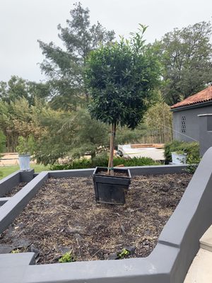 Planted tree