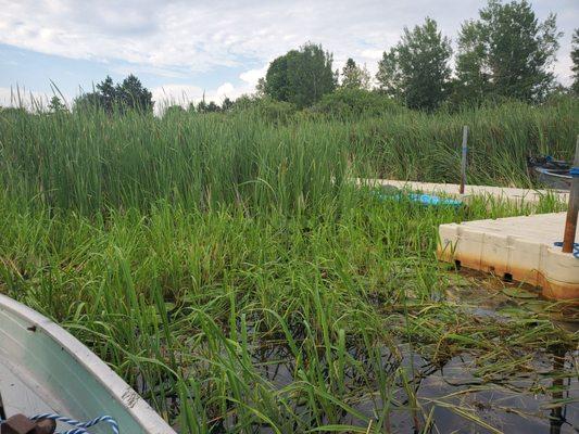 Too many weeds to even consider getting to by boat