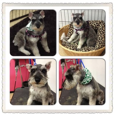 miniature schnauzer  puppy first grooming