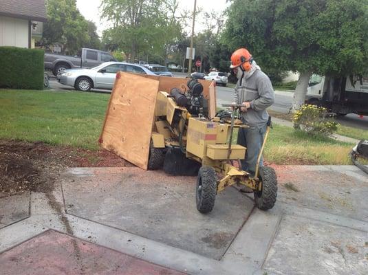 Brian grinding stump