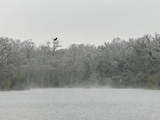 Frosty morning with steam rising from the lake - 02.13.2021 - Great Blue Heron flying above the lake